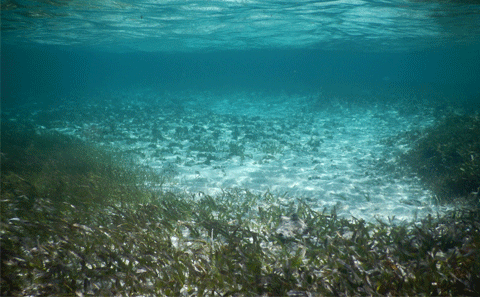 Image of seagrass underwater by Christopher Pearce of NOC